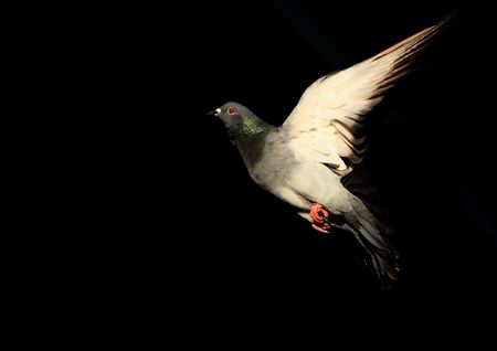 pigeon in flight against a black backgroundの写真素材