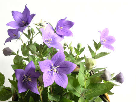 bluebells - macro of Campanula carpaticaの写真素材