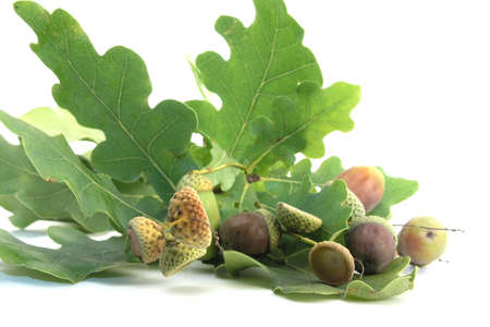acorn