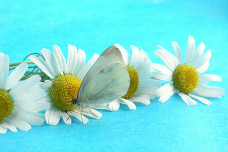 butterflyの写真素材