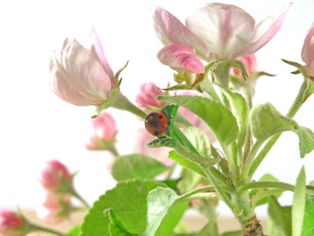 apple tree - springtimeの写真素材