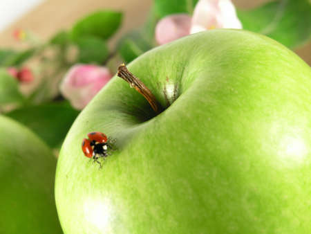 big green appleの写真素材