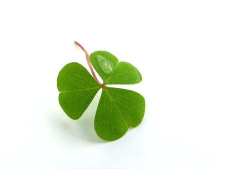 fresh, green clover isolated on white backgroundの写真素材