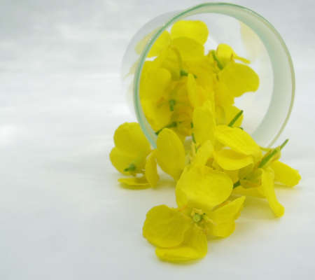 canolaの写真素材