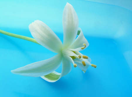 White flowerの写真素材