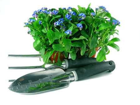 forget-me-not seedling in pot isolated on white backgroundの写真素材