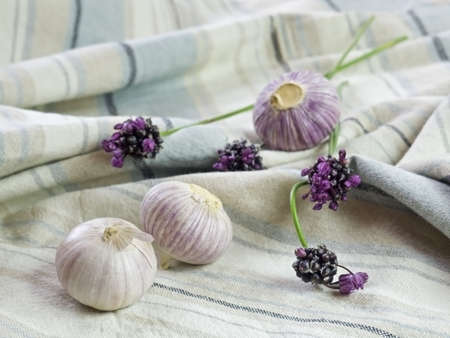 Purple Garlic の写真素材