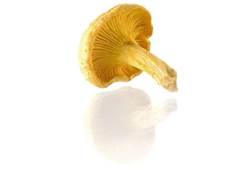edible mushrooms isolated on white backgroundの写真素材