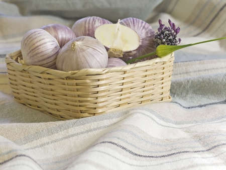 Purple Garlic の写真素材