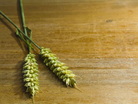 close-up of fresh green ears on the tableの写真素材