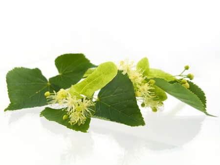 Branch and fruits of lime blossom isolated in a white backgroundの写真素材