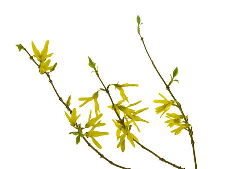 Spring forsythia branch with buds on white backgroundの写真素材