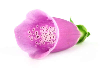 purple foxglove isolated on a white backgroundの写真素材