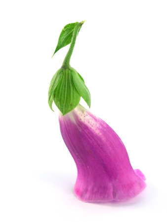 purple foxglove isolated on a white backgroundの写真素材