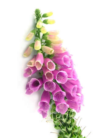 purple foxglove isolated on a white backgroundの写真素材