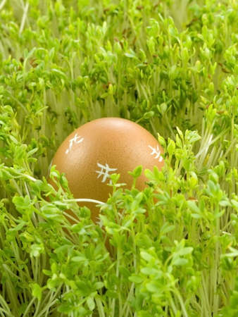 colourful Easter Eggs on a green backgroundの写真素材