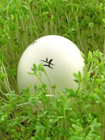 colourful Easter Eggs on a green backgroundの写真素材
