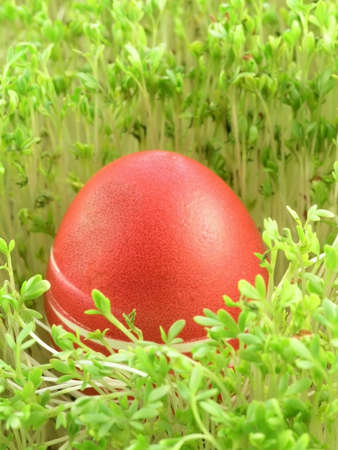 colourful Easter Eggs on a green backgroundの写真素材
