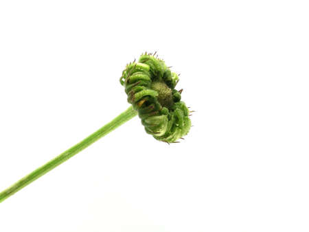 series of flowers: marigold on white backgroundの写真素材