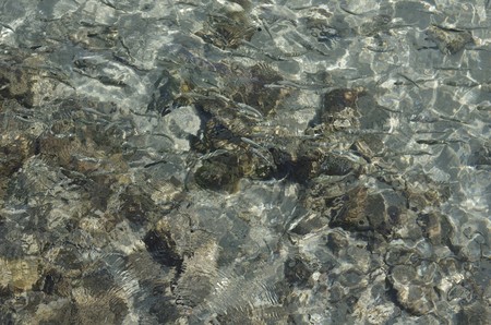 fish in the seaの写真素材