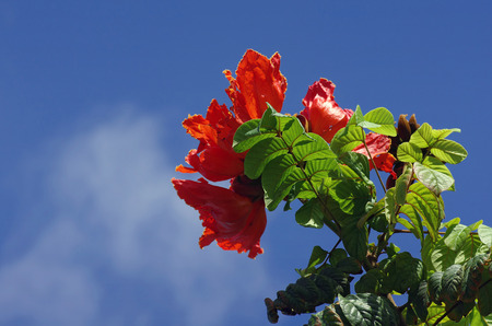 Red Flowersの写真素材