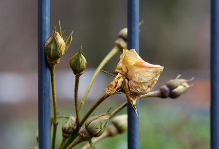withered rose on fenceの写真素材