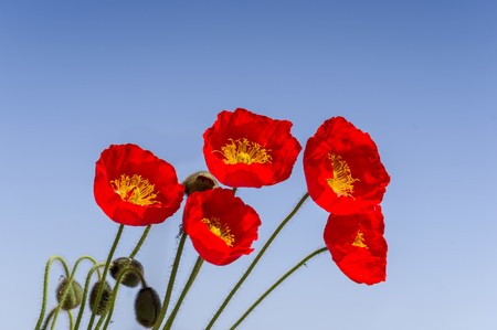 poppiesの写真素材