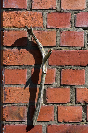 Wooden stick on the wallの写真素材