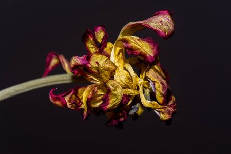 tulip flower wiltedの写真素材