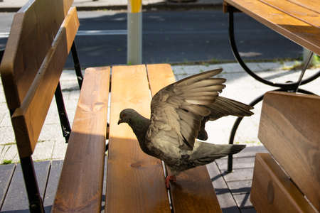 Pigeon sitting on a restaurant table in the middle of the cityの写真素材