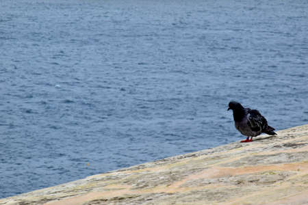 Pigeon sitting on the bayの写真素材