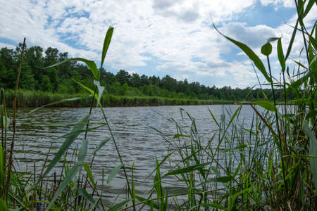 View through the reeds to the coastal lakeの写真素材