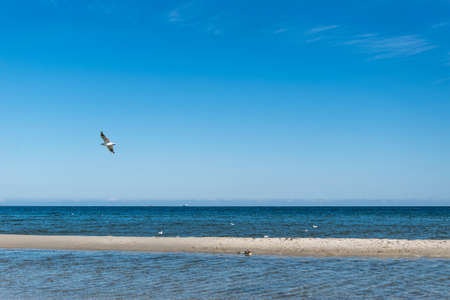 Seagull flying over the sea on the Hel Peninsulaの写真素材