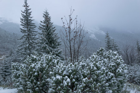 Winter mountain trail in the Tatra Mountains leading to Czerwone Wierchyの写真素材