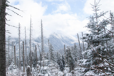 Winter trail to Morskie Oko in the Tatra Mountainsの写真素材