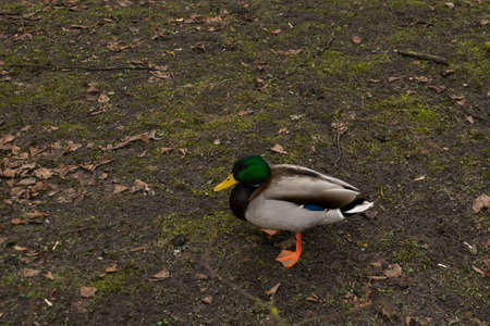 Wild mallard duck by the park pondの写真素材