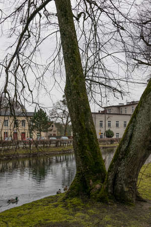 Twin trees in the Wejherowo park by the pondの写真素材