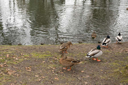 Wild ducks walking by the pond in Wejherowo Parkの写真素材