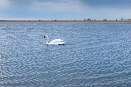 Mute swan near the Sobieszewo Islandの写真素材