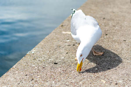 Herring gull at the Baltic Seaの写真素材