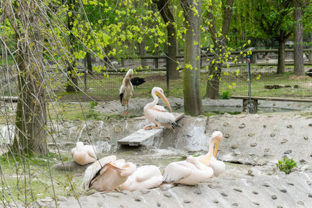 Pink pelicans in the Krakow zooの写真素材