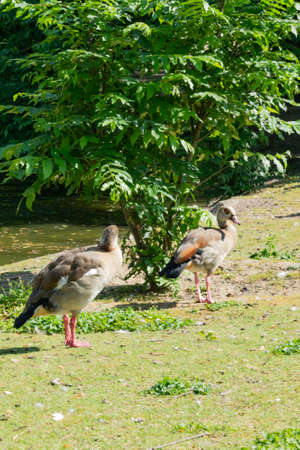 A wild duck walking in a Frankfurt parkの写真素材