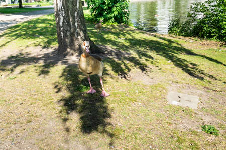 A wild duck walking in a Frankfurt parkの写真素材