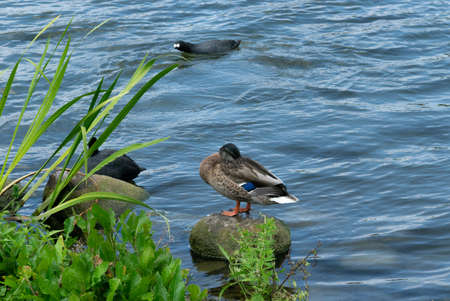 Ducks, Masurian Lakeの写真素材
