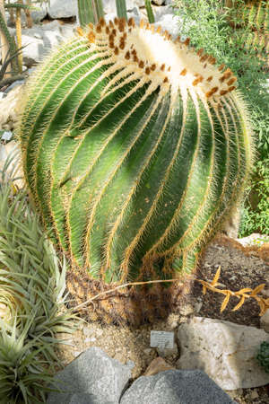 Cacti in the palm house. Botanical Garden, Frankfurt am Mainの写真素材