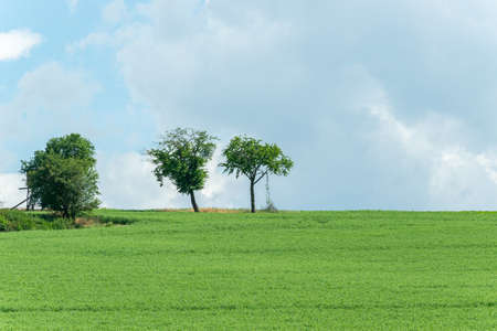 Rural landscape with treesの写真素材