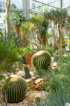 Cacti in the palm house. Botanical Garden, Frankfurt am Mainの写真素材