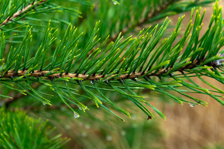 Pine, a twig after the rain.の写真素材