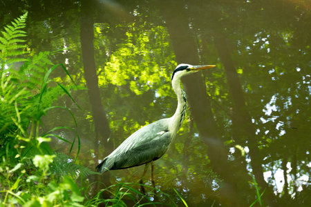 Gray heron. A bird with a long neck and an orange beak.の写真素材