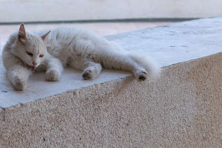White big cat. The cat lying on the wall. Animals in Cyprus.の写真素材